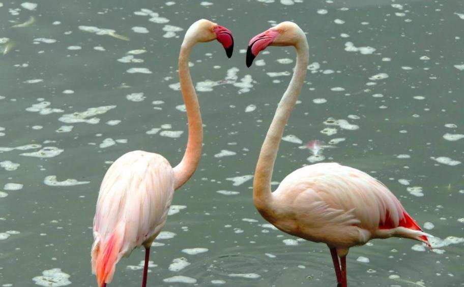 APRR launches prize competition with Parc des Oiseaux bird sanctuary in Ain