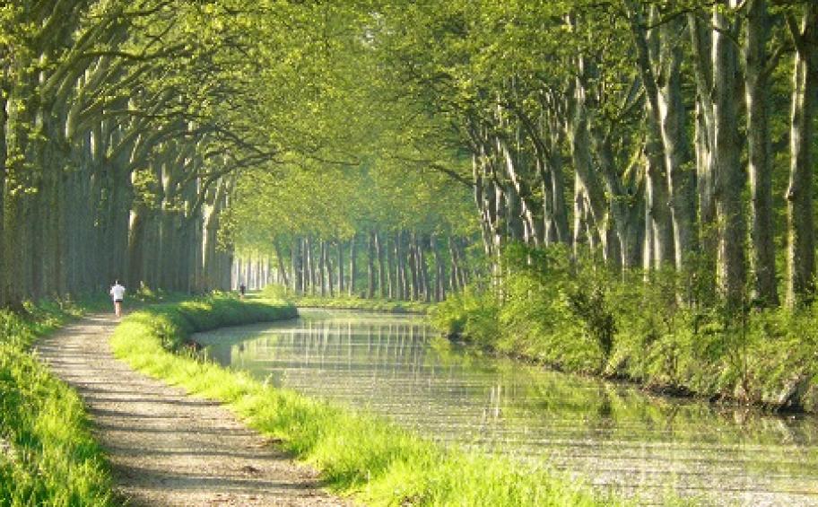 Eiffage commits to replanting the Canal du Midi