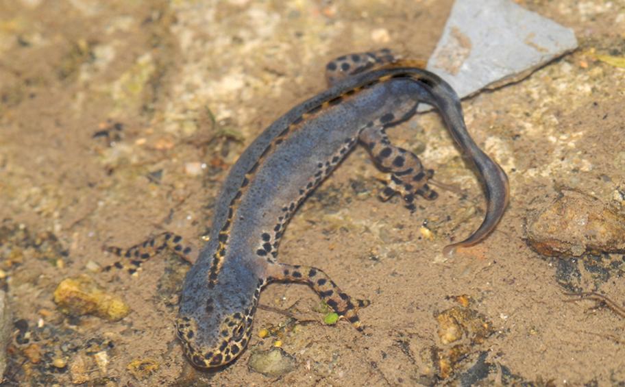 How do amphibians behave when using their specially designed crossings over the Bretagne-Pays de la Loire high-speed rail line?