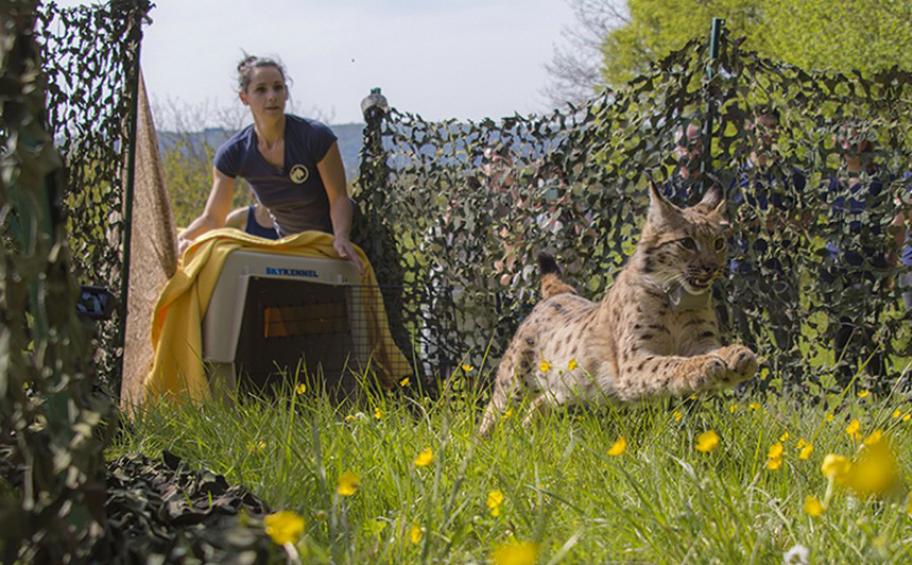 Eiffage, a sponsor of the Athénas wildlife rescue centre, present for the 22nd release into the wild of a Eurasian lynx