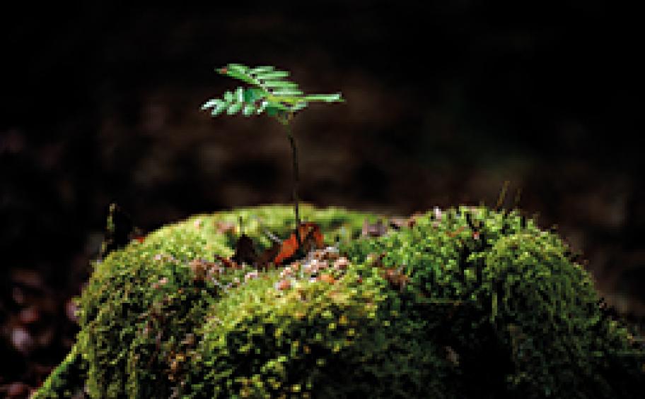 Eiffage renews its commitment to biodiversity