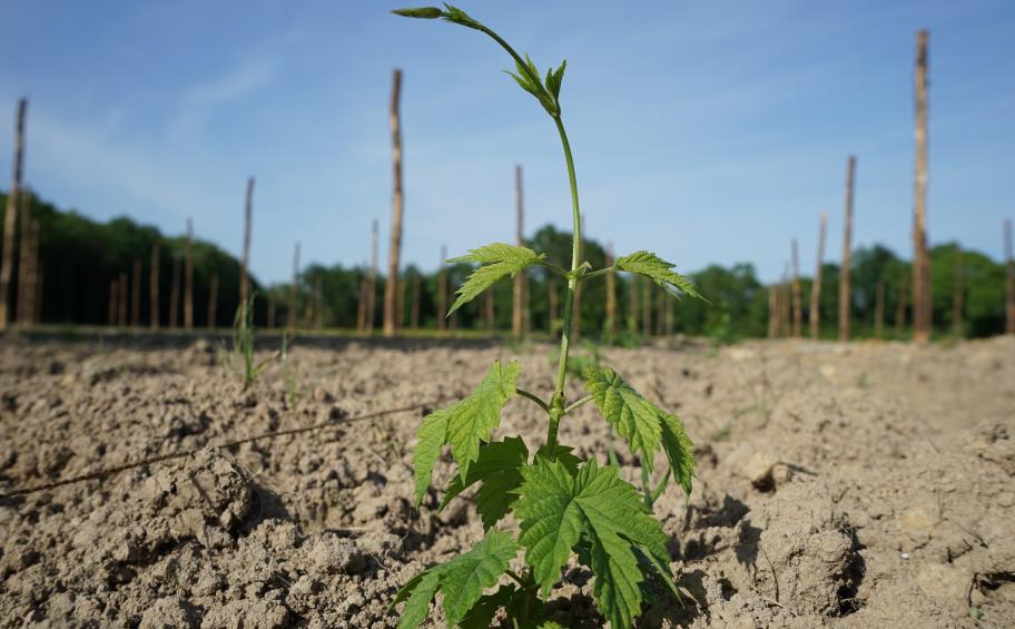 Eiffage Foundation: a solidarity artisan brewery in the Loire-Atlantique region