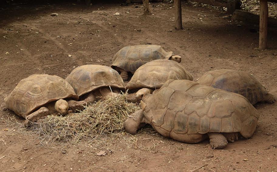 Eiffage takes part in conserving biodiversity in Senegal